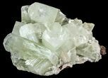 Beautiful Green Zoned Apophyllite Crystal Cluster - India #44427-1